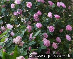 Mme. Grégoire Staechelin kaufen, click for more details Mme. Grégoire Staechelin