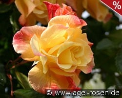 Moonlight kaufen, click for more details Moonlight