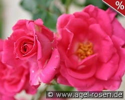 Morning Jewel kaufen, click for more details Morning Jewel