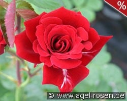 Mushimara kaufen, click for more details Mushimara