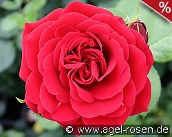 Naheglut kaufen, click for more details Naheglut