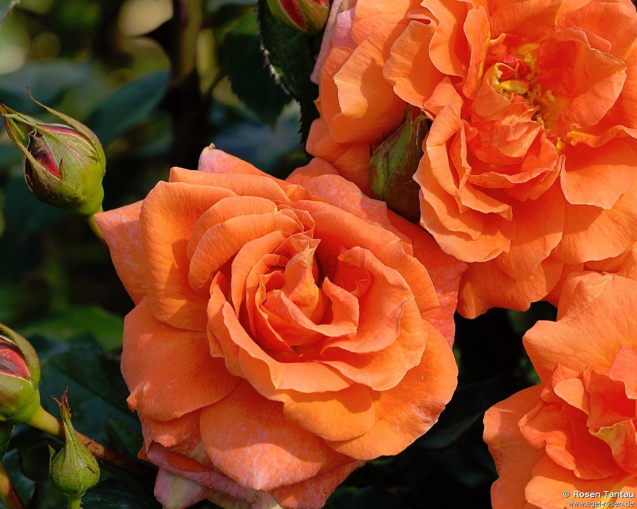 Buy Naranga Climbing Rose AGEL ROSEN buy-naranga-climbing-rose-agel-rosen