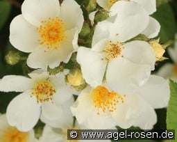 Natura Siluetta kaufen, click for more details Natura Siluetta