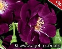 Night Owl kaufen, click for more details Night Owl