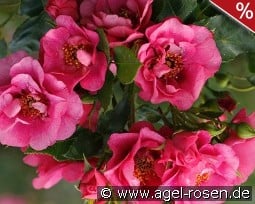 Orienta Aladdin kaufen, click for more details Orienta Aladdin