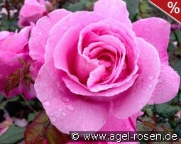 Our Last Summer - Plant'n'relax kaufen, click for more details Our Last Summer - Plant'n'relax