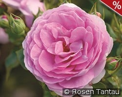 Ozeana kaufen, click for more details Ozeana