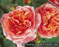 Papi Delbard kaufen, click for more details Papi Delbard