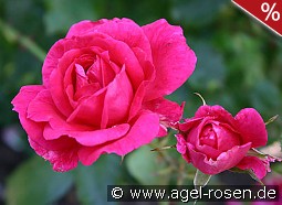 Parade-Rose 1953