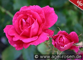 Parade-Rose 1953