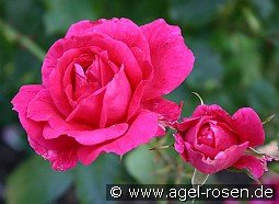 Parade-Rose 1953