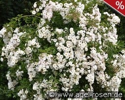 Paragon kaufen, click for more details Paragon