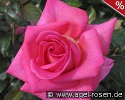 Parfum Royal Climbing kaufen, click for more details Parfum Royal Climbing