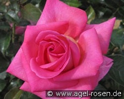 Parfum Royal Climbing kaufen, click for more details Parfum Royal Climbing