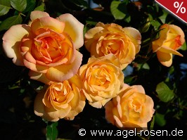 Parure d'Or