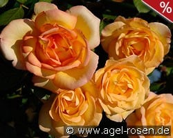 Parure d'Or kaufen, click for more details Parure d'Or