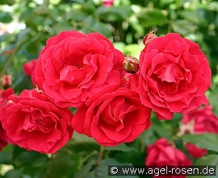 Buy Pauls Scarlet Climber – Climbing Rose – AGEL ROSEN