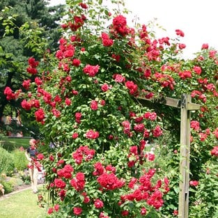 Buy Pauls Scarlet Climber – Climbing Rose – AGEL ROSEN