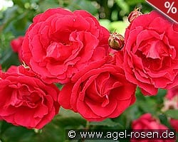 Pauls Scarlet Climber kaufen, click for more details Pauls Scarlet Climber