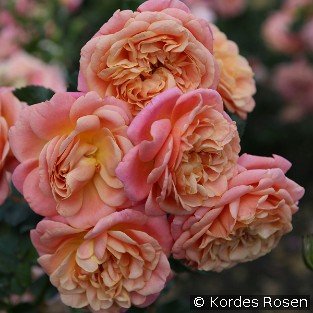 Peach Melba