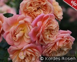 Peach Melba kaufen, click for more details Peach Melba