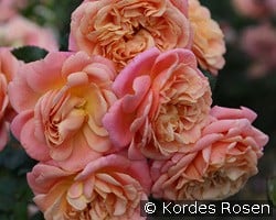 Peach Melba kaufen, click for more details Peach Melba