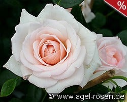 Penny Lane kaufen, click for more details Penny Lane