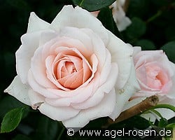 Penny Lane kaufen, click for more details Penny Lane