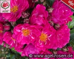 Perfumy Siluetta kaufen, click for more details Perfumy Siluetta