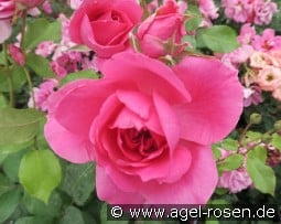 Pink Cloud kaufen, click for more details Pink Cloud