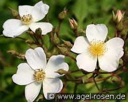 Pleine de Grace kaufen, click for more details Pleine de Grace