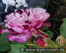 Purple Splash kaufen, click for more details Purple Splash