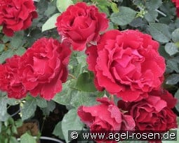 Raffaella kaufen, click for more details Raffaella