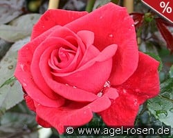 Red Flame kaufen, click for more details Red Flame