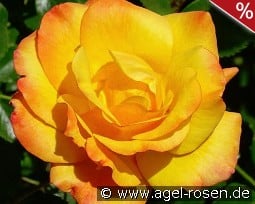 Redova kaufen, click for more details Redova