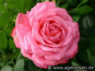 Rosanna