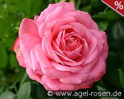 Rosanna kaufen, click for more details Rosanna