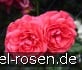 Buy Rosarium Uetersen