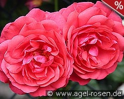 Rosarium Uetersen kaufen, click for more details Rosarium Uetersen