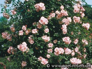 Rose Céleste syn Célestial