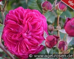 Rose Salma Es-Said kaufen, click for more details Rose Salma Es-Said