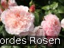 Buy Rose de Tolbiac
