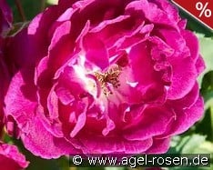 Rosengarten Zweibrücken kaufen, click for more details Rosengarten Zweibrücken