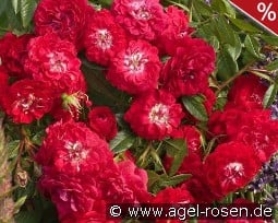 Rosilia kaufen, click for more details Rosilia