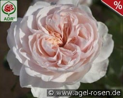 Sabrina kaufen, click for more details Sabrina