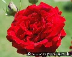 Salammbo kaufen, click for more details Salammbo