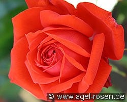 Salita kaufen, click for more details Salita