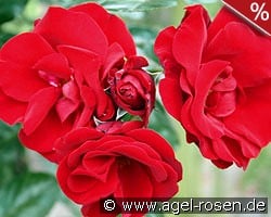 Santana kaufen, click for more details Santana