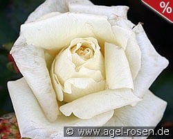 Schneewalzer kaufen, click for more details Schneewalzer