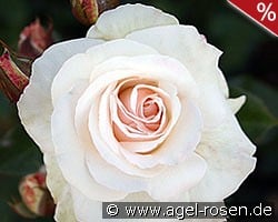 Schwanensee kaufen, click for more details Schwanensee